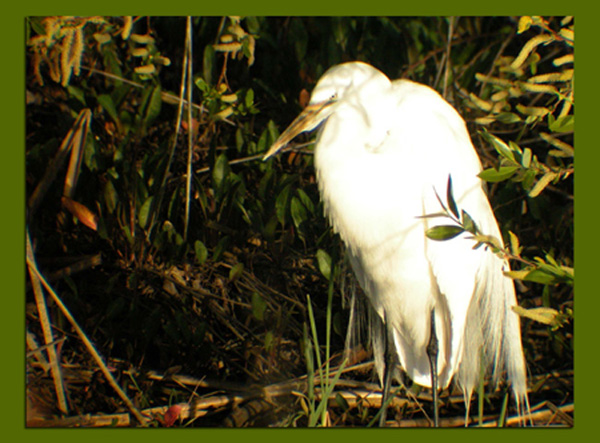 Egret 2