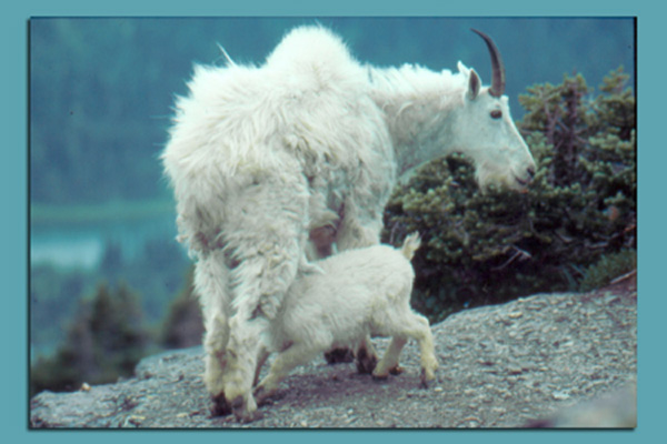 Mountain Goat & Baby