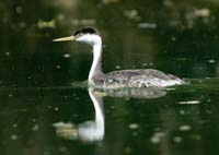 Clarks Grebe