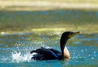 Cormorant