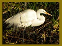 Egret 1