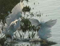 Egret Argument