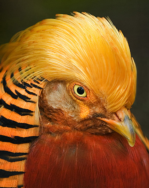 01 Golden Pheasant Portrait