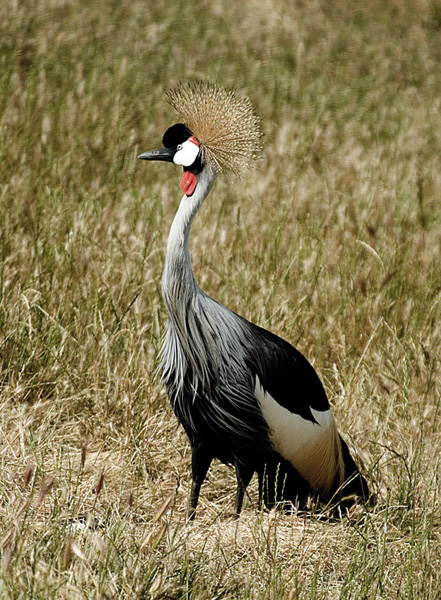 02 Crowned Crane