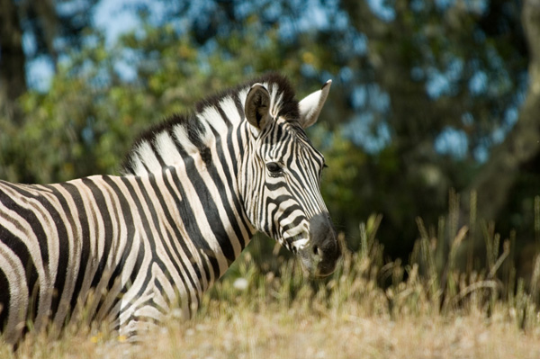05 Chapmans Zebra