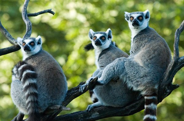 06 Lemur Group