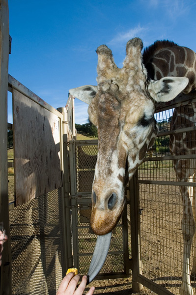 07 Giraffe Feeding