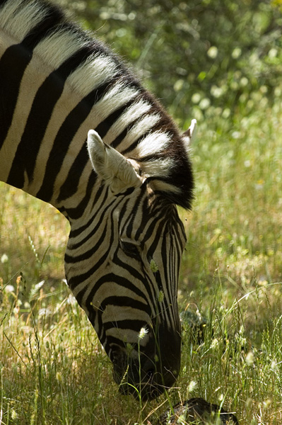 09 Zebra Grasing