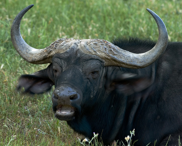 11 Cape Buffalo