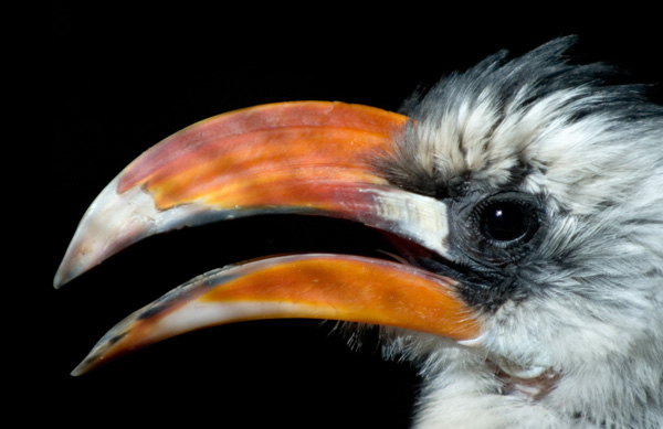 13 Macaw Profile