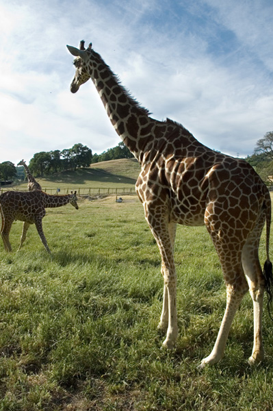 14 Zebra Meadow
