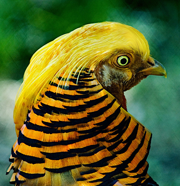 15 Golden Pheasant