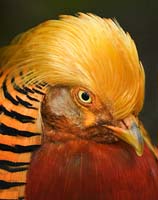 01 Golden Pheasant Portrait