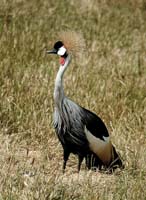 02 Crowned Crane