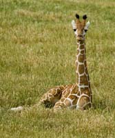 03 Baby Giraffe