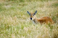 04 Antelope Alone