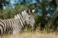 05 Chapmans Zebra