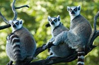 06 Lemur Group