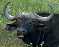 11 Cape Buffalo
