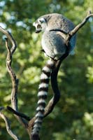 12 Ring Tailed Lemur
