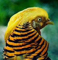 15 Golden Pheasant