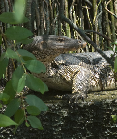 1003DSC_5970 Montitor Lizard