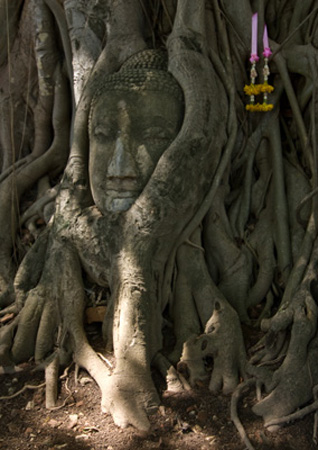 1032DSC_6090 Tree Buddha