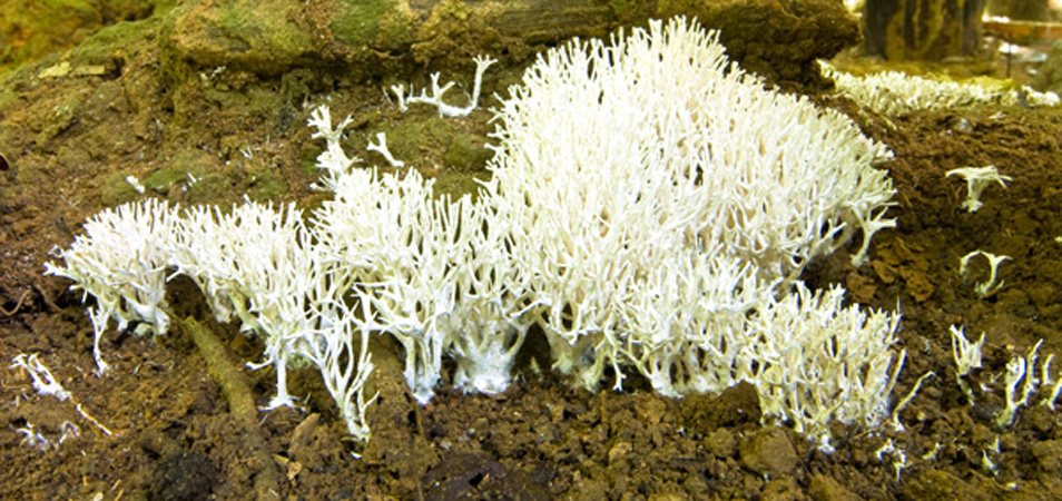 1057DSC_6311 Fungi