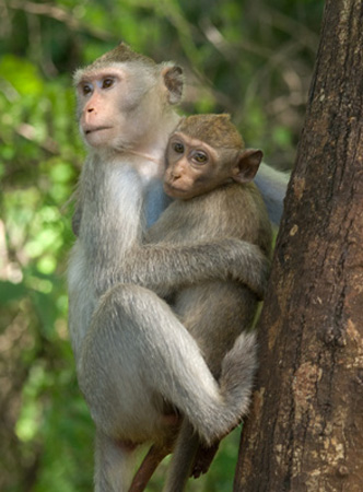 1064DSC_6344 Monkey and baby