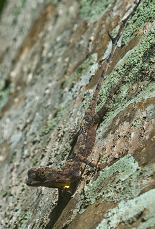 1070DSC_0236 Lizard