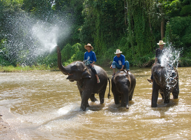 1116DSC_6562 River Elephants