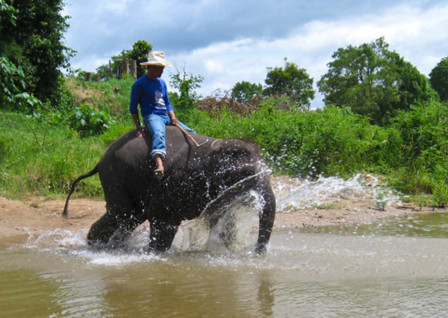 1117IMG_0568 Elephant Splash
