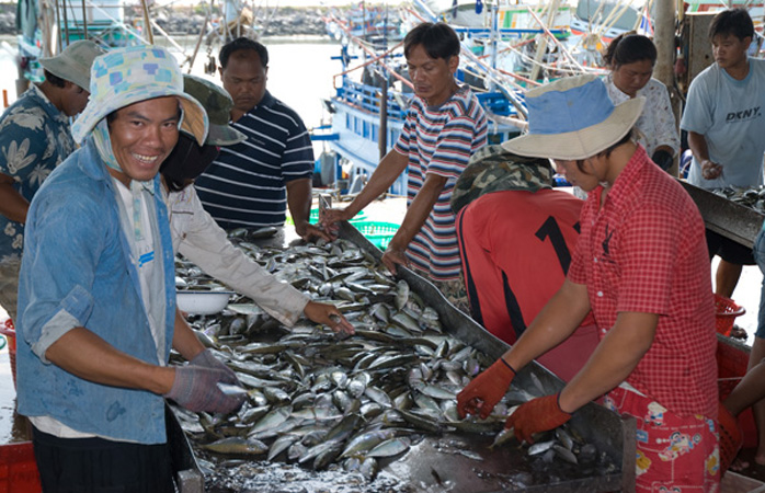 1137DSC_6640 Fish Sorting