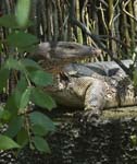 1003DSC_5970 Montitor Lizard
