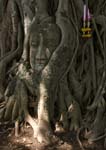 1032DSC_6090 Tree Buddha
