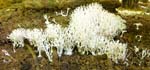 1057DSC_6311 Fungi