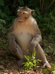 1063DSC_6339 Monkey