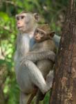 1064DSC_6344 Monkey and baby