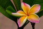 1069DSC_6358 Plumeria