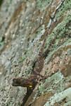1070DSC_0236 Lizard