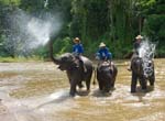 1116DSC_6562 River Elephants
