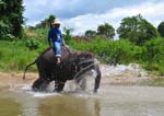 1117IMG_0568 Elephant Splash