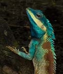 1123DSC_6588 Iguana