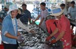 1137DSC_6640 Fish Sorting