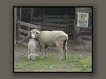 0118On The Lamb