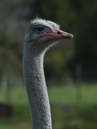 0101_DSC2253 Ostrich