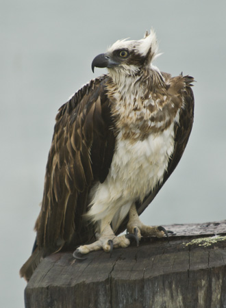 0102_DSC2348 Osprey