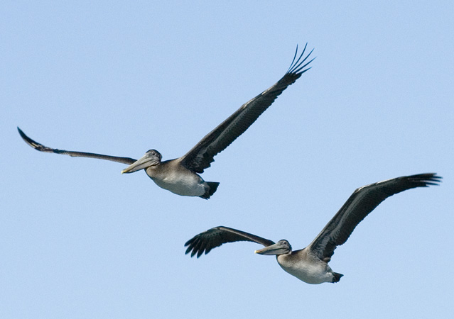 0103_DSC6840 Brown Pelicans