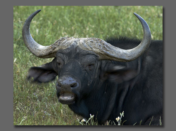 0115Cape-Buffalo