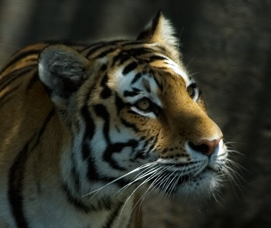 0119DSC_8910 Tiger